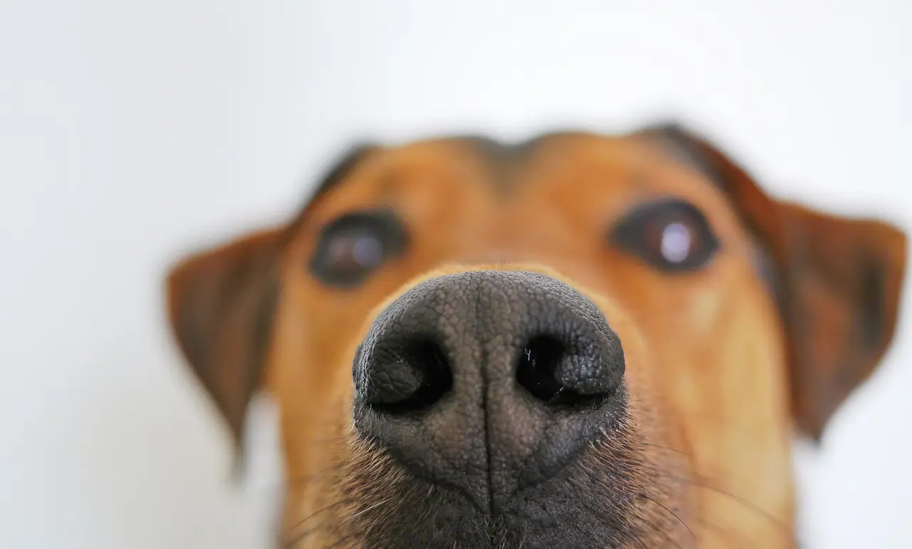 dog, snout, nose-838242.jpg